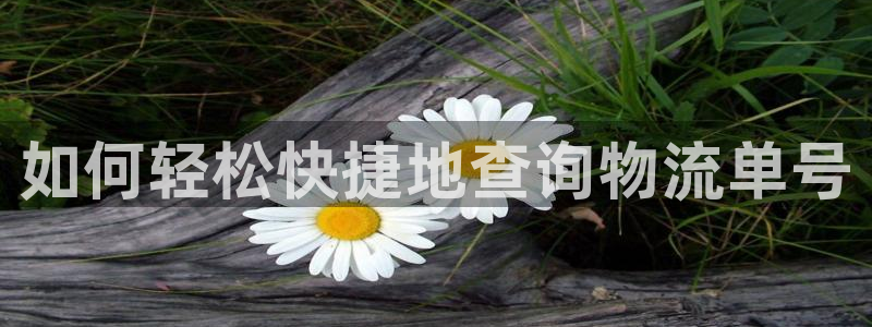 28圈官网预测：如何轻松快捷地查询物
