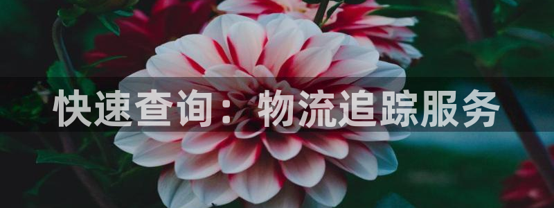 28圈最稳打法：快速查询：物流追踪服